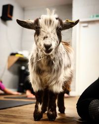 Portrait of goat standing