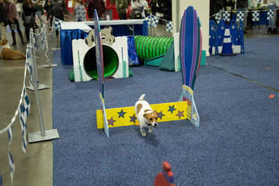 Dog is running and performing tricks at a dog show