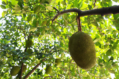 Low angle view of tree