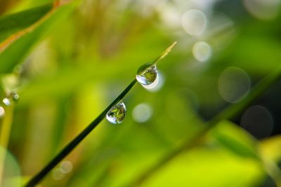 Close-up of water drops on plant