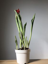 Close-up of potted plant on table against wall