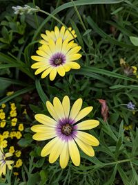 High angle view of yellow flowering plant