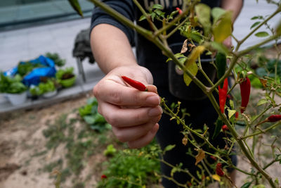 Cropped hand holding plant