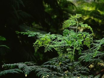 Close-up of fern in forest