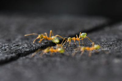 Close-up of ants on leaf