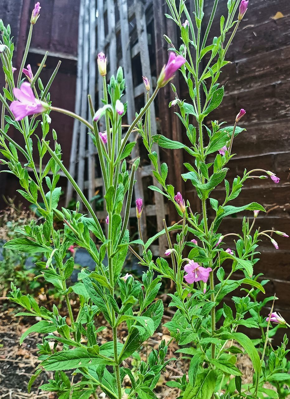 plant, growth, flower, nature, green, herb, plant part, leaf, beauty in nature, no people, flowering plant, freshness, day, outdoors, garden, close-up, fragility, grass, front or back yard, high angle view, field, botany