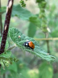 Close-up of ladybug on leaf