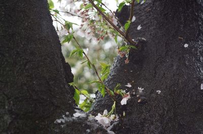 Close-up of flowering plant on tree trunk