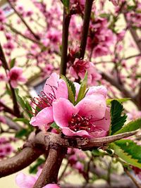 Close-up of pink flower