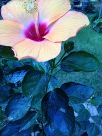 Close-up of flower blooming outdoors