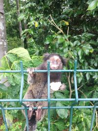 Monkey in cage at zoo