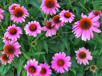 High angle view of pink flowering plants