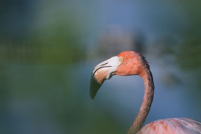 Wildlife in the turks and caicos islands