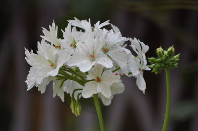 Close-up of white flowers growing on branch