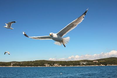 Seagull flying over lake against clear sky