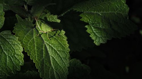 Close-up of fresh green leaves on plant