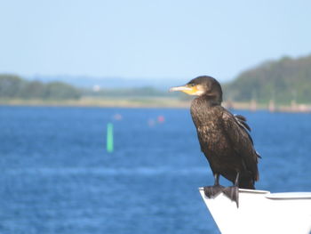 Bird perching on a sea