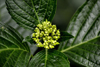 Close-up of hydrangea buds and leaves growing outdoors