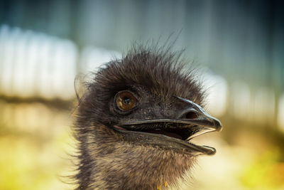 Close-up of ostrich against blurred background