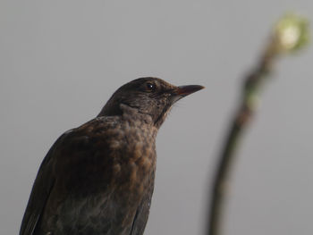 Close-up of a bird perching on a branch