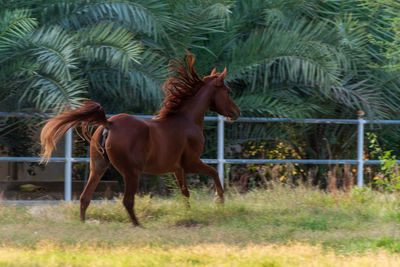 Horse in a field