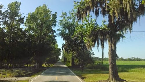 Road amidst trees against sky