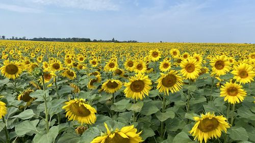 Scenic view of sunflower field against sky