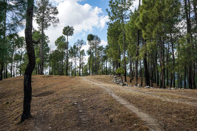 Panoramic shot of trees in forest against sky