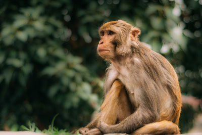 Monkey looking away
