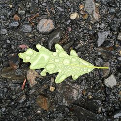 High angle view of water drops on leaf