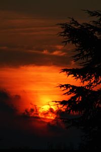 Silhouette plants against dramatic sky during sunset