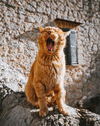 Cat yawning while sitting on rock