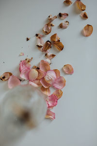 High angle view of roses on table against white background