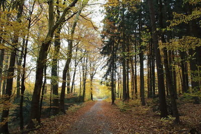 Footpath amidst trees in forest during autumn