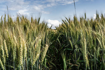 Wheat growing on field against sky