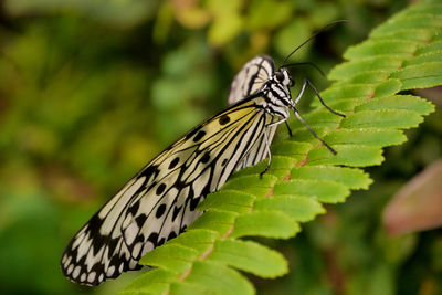 Close-up of butterfly on leaf