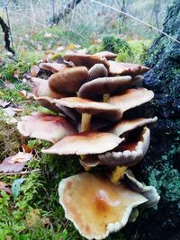 Close-up of mushrooms on field in forest