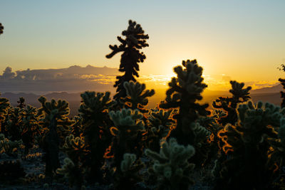 Silhouette cactus against orange sky