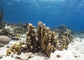 Underwater pictures of fish