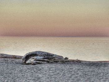 View of crab on beach