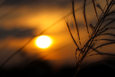 Close-up of stalks against sunset