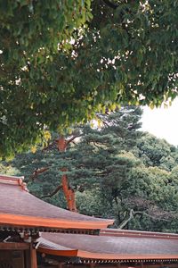 View of an plants on roof