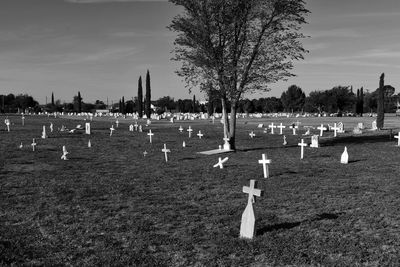 View of birds on cemetery