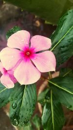 Close-up of pink flower blooming in garden