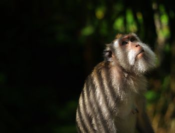 Monkey looking up at forest