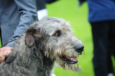 Close-up of dog looking at camera