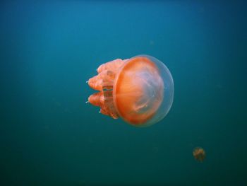 Close-up of jellyfish against blue background