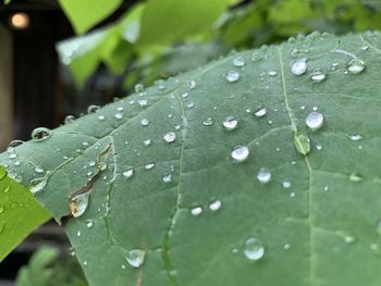 Close-up of raindrops on leaves