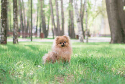 Cute puppy pomeranian spitz dog is sitting on a grass in park.
