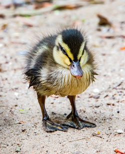 Close-up of a bird on field